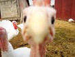 Turkey Selfie Turkey Selfie
