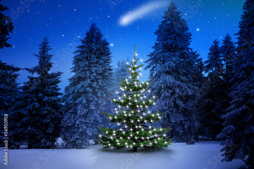 Photo: Weihnachtsbaum im Tannenwald Weihnachtsbaum im Tannenwald