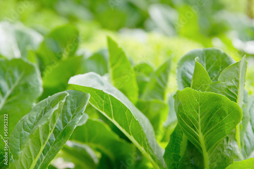Photo: Hydroponics vegetable farm background Hydroponics vegetable farm background