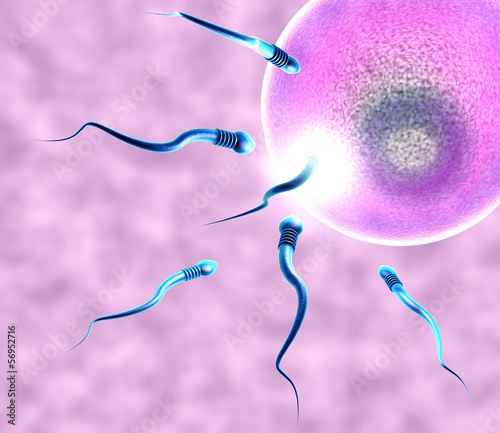 Illustration: Concepimento ovulo e spermatozoi Concepimento ovulo e spermatozoi
