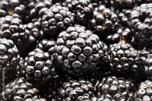 Photo: Fresh Ripe Blackberries Fresh Ripe Blackberries