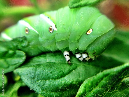 Instant Collection: closeup of tomato hornworm closeup of tomato hornworm