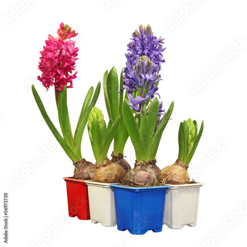 Photo: jacinthes en pot jacinthes en pot