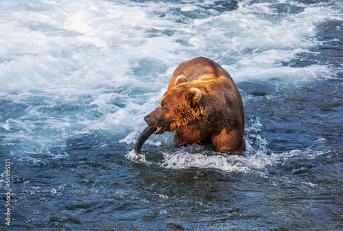 Photo: Bear on Alaska Bear on Alaska