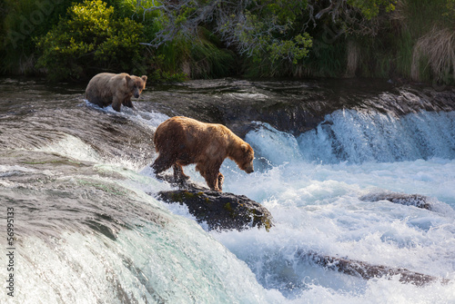 Photo: Bear on Alaska Bear on Alaska