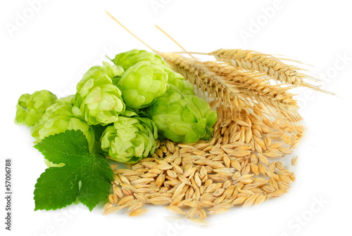 Photo: Fresh green hops and barley, isolated on white Fresh green hops and barley, isolated on white