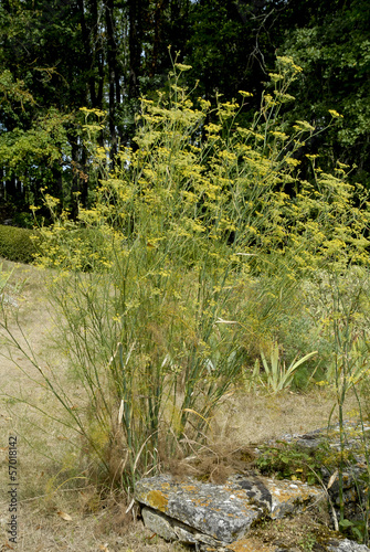 Photo: fenouil sauvage, Foeniculum vulgare fenouil sauvage, Foeniculum vulgare