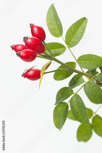 Photo: Rose hip (Rosa canina) with leaves Rose hip (Rosa canina) with leaves