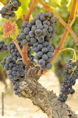 Photo: bunch of grapes bunch of grapes