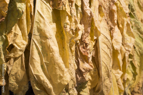 Photo: Dried tobacco leaves Dried tobacco leaves