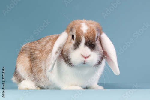 Photo: White eared mini-lop rabbit in the studio White eared mini-lop rabbit in the studio