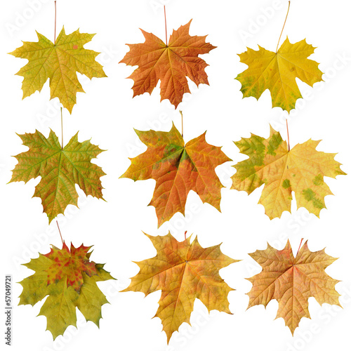 Photo: leaf maple on white background leaf maple on white background