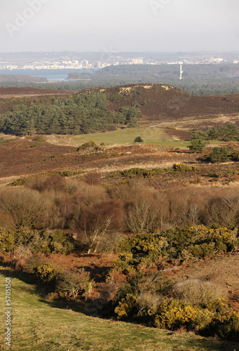 Photo: Studland heathland Studland heathland