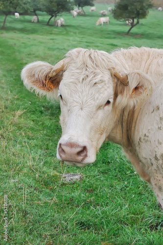 Photo: portrait d'une vache dans son pré portrait d'une vache dans son pré