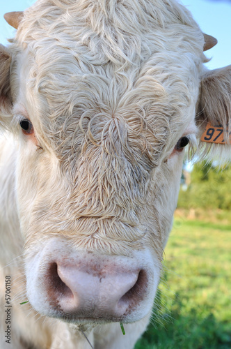 Photo: portrait d'un jeune veau portrait d'un jeune veau