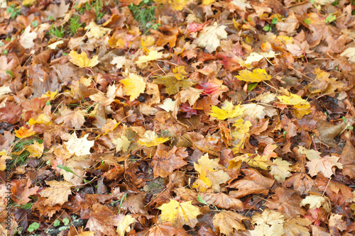 Photo: feuilles d'automne en sous-bois feuilles d'automne en sous-bois