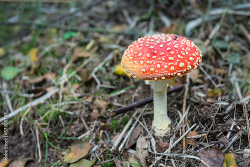 Photo: Colorful Fly Agaric mushroom Colorful Fly Agaric mushroom