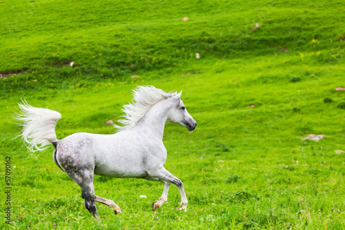 Photo: Gray Arab horse gallops on a green meadow Gray Arab horse gallops on a green meadow