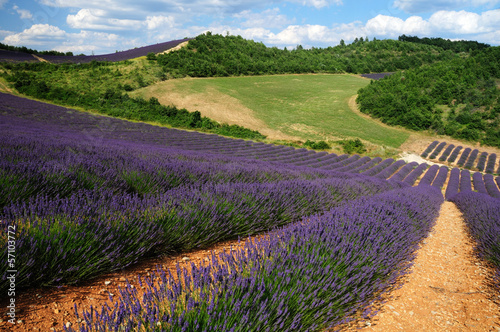 Photo: Lavener fields in Provence Lavener fields in Provence