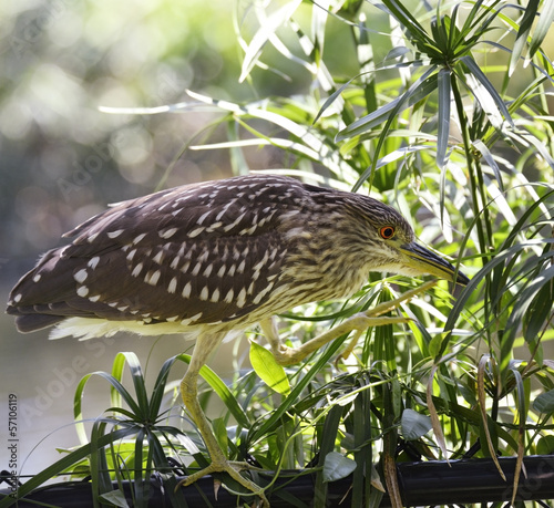 Photo: Black-Crowned Night-Heron Black-Crowned Night-Heron