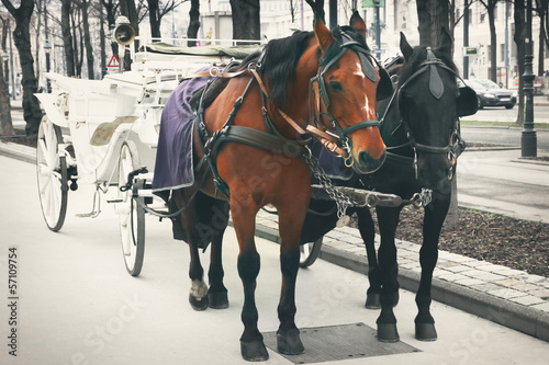 Photo: Horses and carriage Horses and carriage