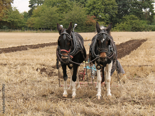 Photo: Two Magnificent Heavy Horses Pulling a Vintage Plough. Two Magnificent Heavy Horses Pulling a Vintage Plough.
