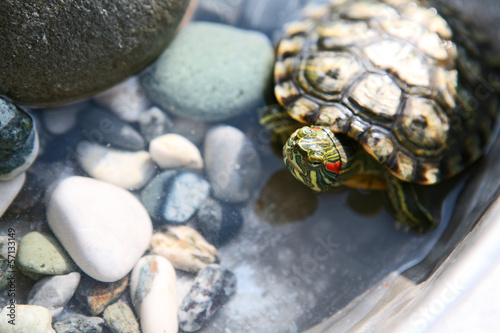 Photo: Red eared slider turtle Red eared slider turtle