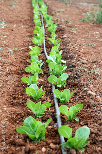 Photo: Row of spinach plants Row of spinach plants