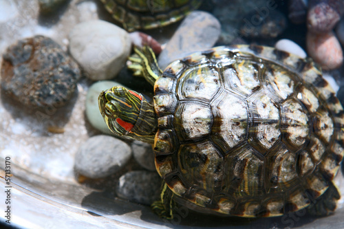 Photo: Red eared slider turtle Red eared slider turtle