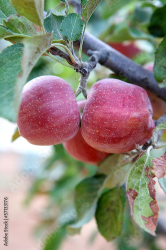Photo: Red apples on a tree branch Red apples on a tree branch