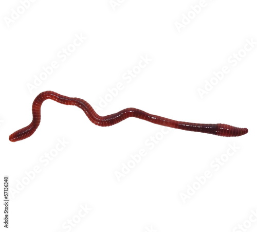 Photo: macro earthworm isolated on white background, Eisenia fetida macro earthworm isolated on white background, Eisenia fetida
