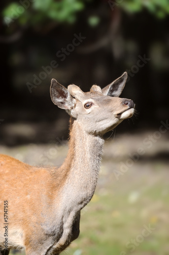 Photo: Deer Deer