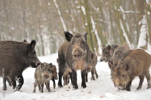 Photo: Wild boar Wild boar