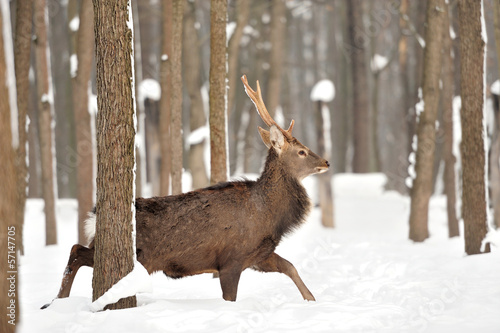 Photo: Deer Deer