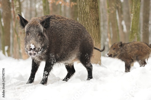Photo: Wild boar Wild boar