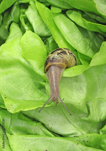 Photo: escargots sur de la salade escargots sur de la salade