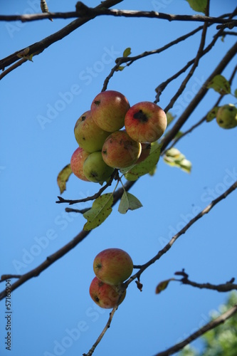 Photo: apple and sky apple and sky