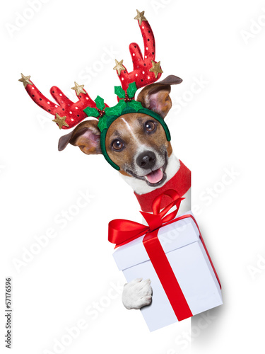 Photo: reindeer dog reindeer dog