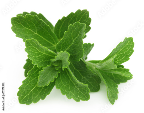 Photo: Stevia isolated over white background Stevia isolated over white background