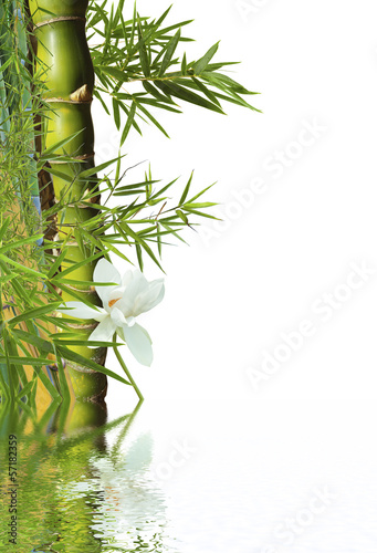 Photo: décor aquatique : bambou et fleur blanche de lotus décor aquatique : bambou et fleur blanche de lotus