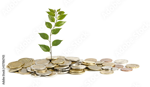 Photo: Sapling growing from coins Sapling growing from coins