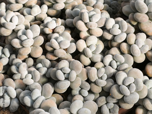 Photo: Pachyphytum oviferum Pachyphytum oviferum