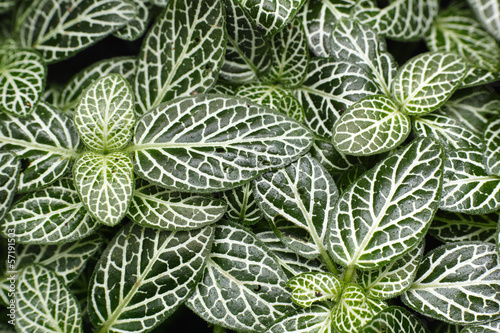 Photo: Fittonia verschaffeltii Fittonia verschaffeltii