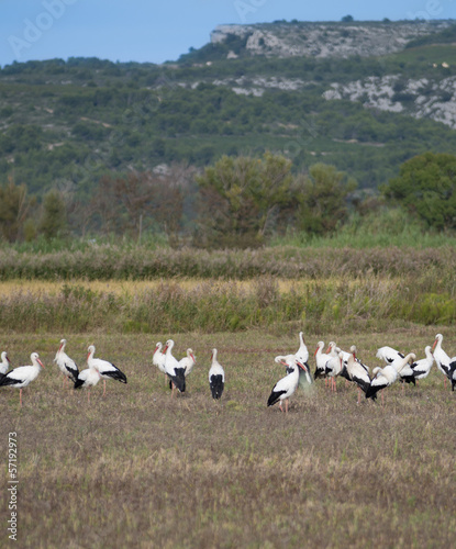Photo: Cigognes Cigognes