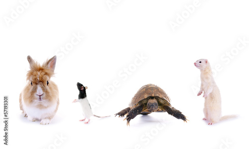 Photo: Kaninchen–Ratte–Schildkröte–Frettchen Kaninchen–Ratte–Schildkröte–Frettchen