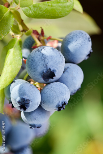 Photo: Blueberries on a shrub. Blueberries on a shrub.