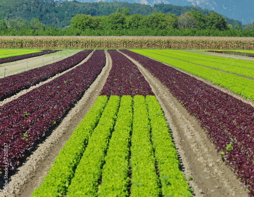 Photo: plantation de salades plantation de salades