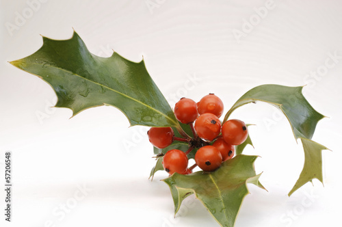 Photo: rote Beeren der Stechpalme rote Beeren der Stechpalme