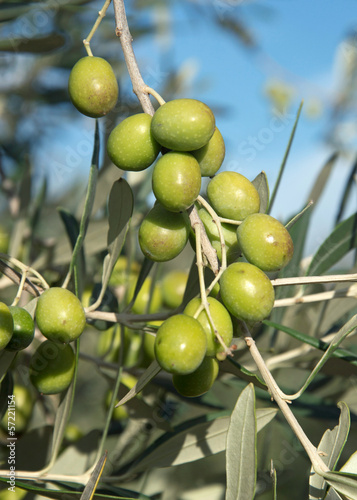 Photo: Olive su pianta Olive su pianta