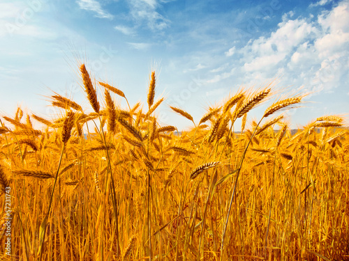 Photo: Rye field. Rye ears. Rye field. Rye ears.